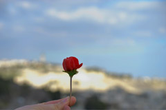 Emmanuel (Manny) Cohen  -  Red Flower On A Gold Horizon /   -  