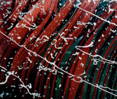 Laura Noel  -  Calligraphy, 2003, From the PURE series / Chromogenic Print  -  19 x 23