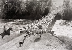 Thomas Neff  -  Campbell - Hamshire Sheep, Edwards Colorado, 1986 / Silver Gelatin Print  -  20 x 24