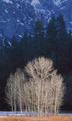 Robert Weingarten  -  Spot Lit Trees II, Yosemite, CA, 1999 / Pigment Print  -  30 x 18