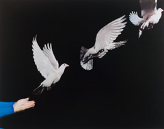 Harold Edgerton  -  Pigeon Released, 1965 / Dye Transfer  -  14 x 18