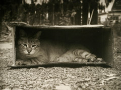 Rondal Partridge  -  Cat in a Box / Platinum Palladium  -  6 x 8