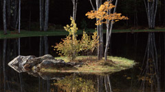 Robert Weingarten  -  Pond Reflections, Maine, 1999 / Pigment Print  -  20 x 36
