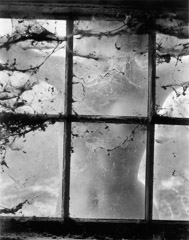 Wynn Bullock  -  Nude Behind Cobwebbed Window, 1955 / Pigment Print  -  Available in multiple sizes