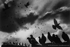 Harold Feinstein  -  Pigeons, 1955 / Silver Gelatin Print  -  16 x 20