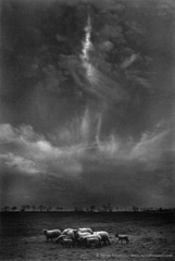 Harold Feinstein  -  Sheep Under Clouds / Silver Gelatin Print  -  11 x 14 (period/vintage print)