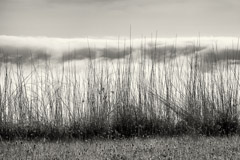 Cara Weston  -  Grasses and Fog - Big Sur / Pigment Print  -  Available in multiple sizes