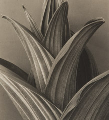Imogen Cunningham  -  False Hellebore 2, 1926 / Platinum Palladium Print  -  6.5 x 6
