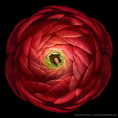 Harold Feinstein  -  Ruby Red Ranunculus / Pigment Print  -  17 x 22