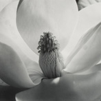 Imogen Cunningham, Magnolia Blossom, 1925
