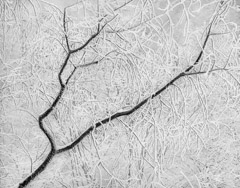 Tim Barnwell  -  Snow Branches, 2013 /   -  